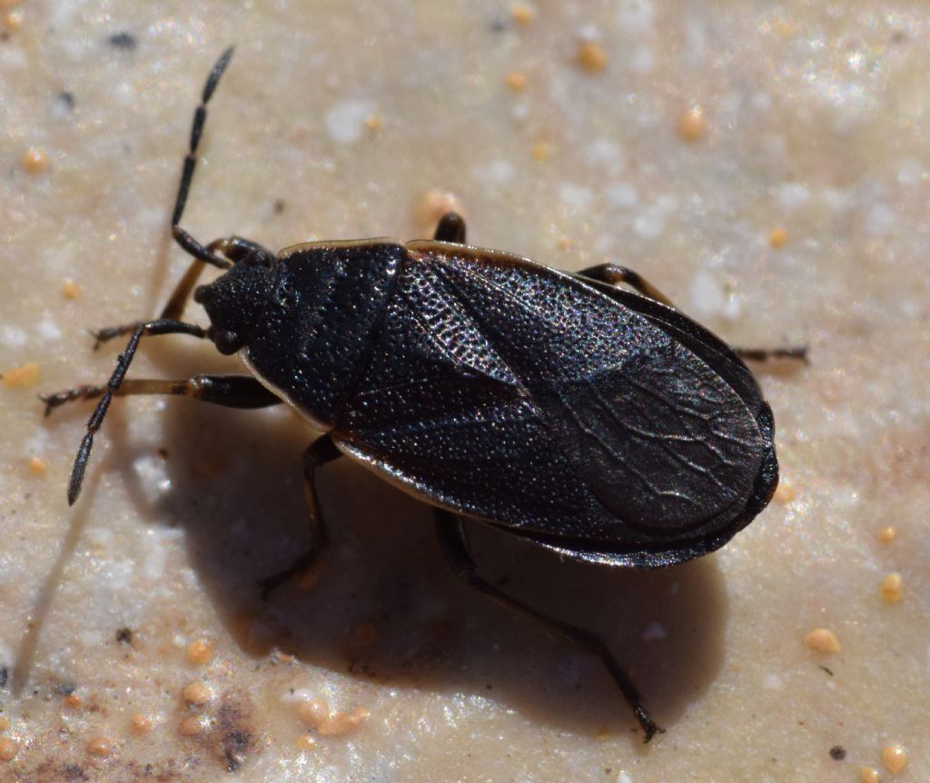 Rare form of Pyrrhocoris marginatus  f. pennata